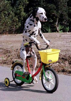 dalmation on bike