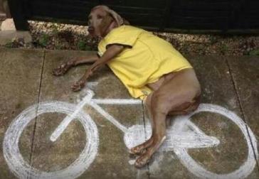 dog on chalk bicycle.jpg