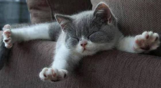 funny cat stretching