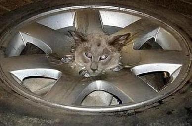 funny-stuck-animals-19