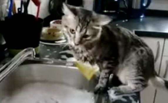 Help-Cleaning-The-Dishes1