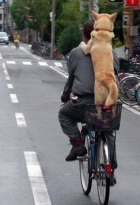 man and dog on bicycle