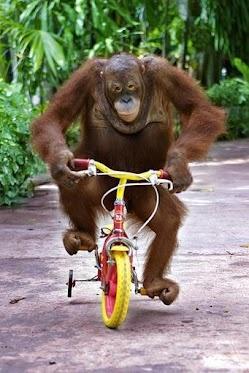 orang utan on bike