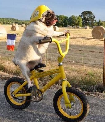 pug on bike