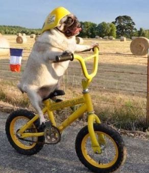 pug on bike