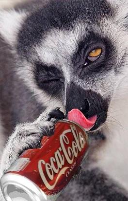 raccoon drinking coke