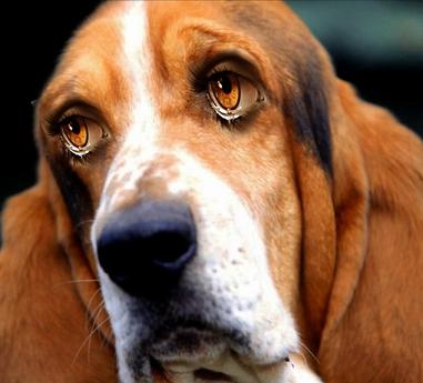 Sad-Eyed-Bassett-Hound--57648