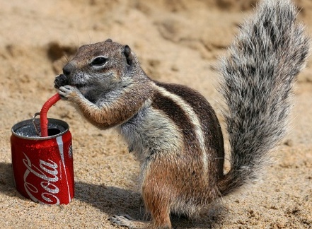 squirrel drinking coke.jpg