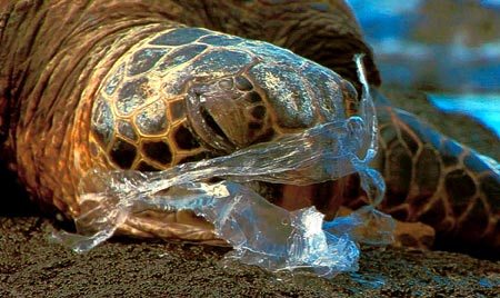 turtle with plastic