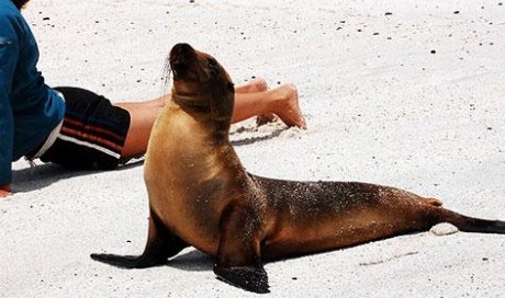 yoga seal