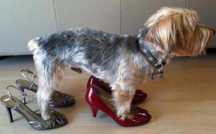 A-Dog-In-High-Heels
