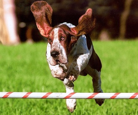 basset hound leaping
