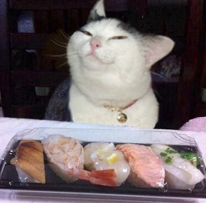 cat loves sushi
