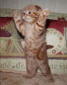 cat praising