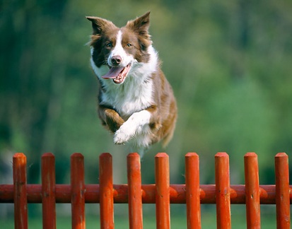 collie leaping
