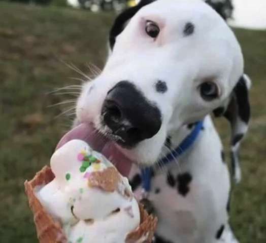 dalmatian loves ice cream