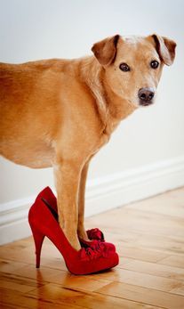 dog on red heels