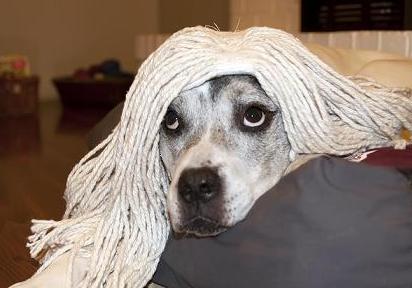 dog with mop-2