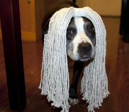 dog with mop