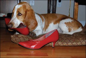 dog with red shoes.jpg