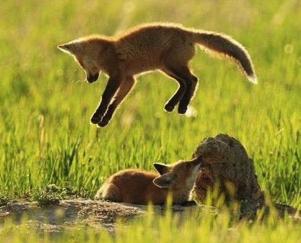 fox leaping