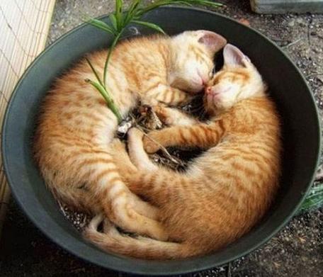 funny cats sleeping