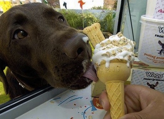 funny dog ordered icre cream