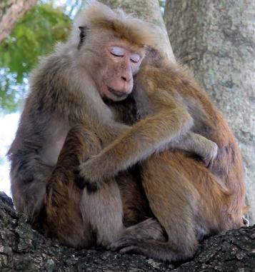 funny monkey embracing