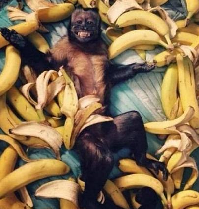 funny monkey with bananas