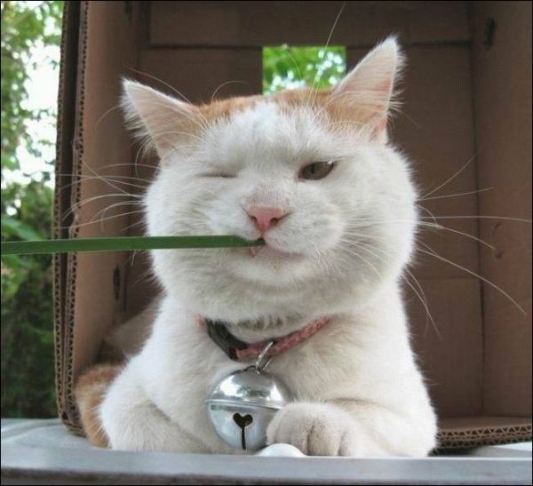 happy cat