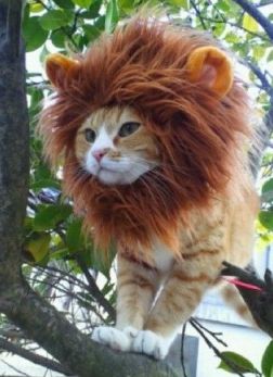 Lion-Cat-Halloween-Costume