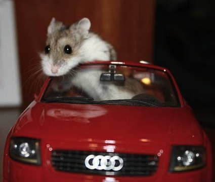 little mouse in audi