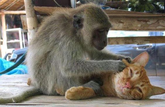 monkey cleaning cat