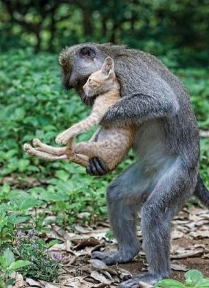 monkey helping cat