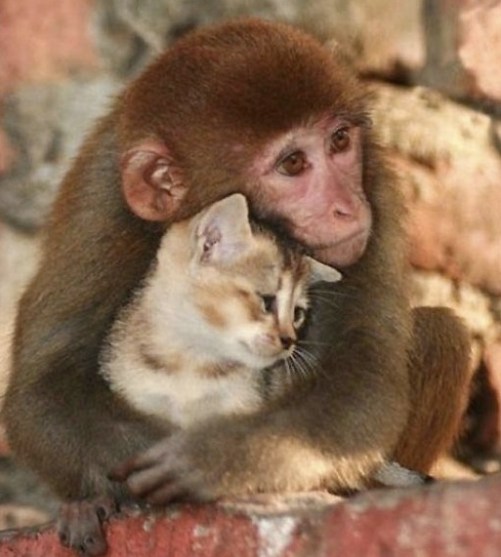 monkey hugging cat