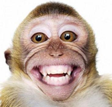 monkey smiling.jpg