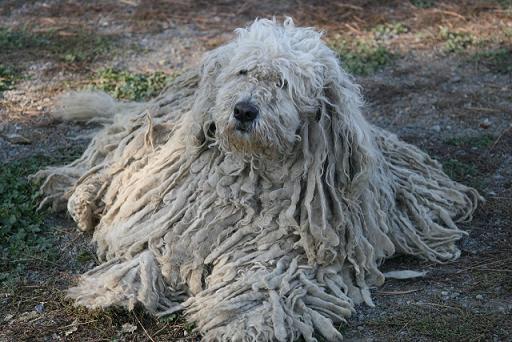 mop dog-4