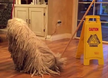 mop dog-9