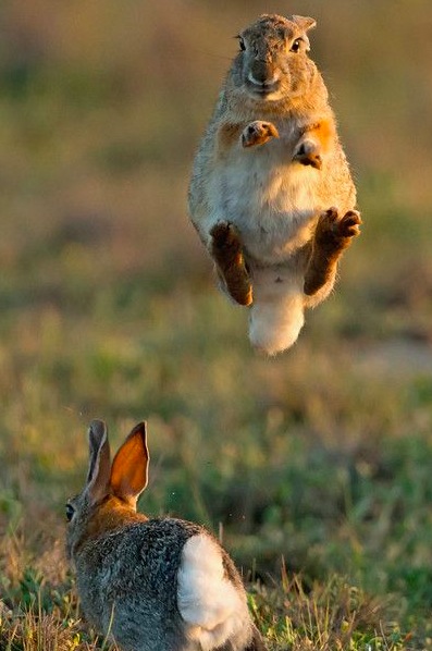 rabbit leaping