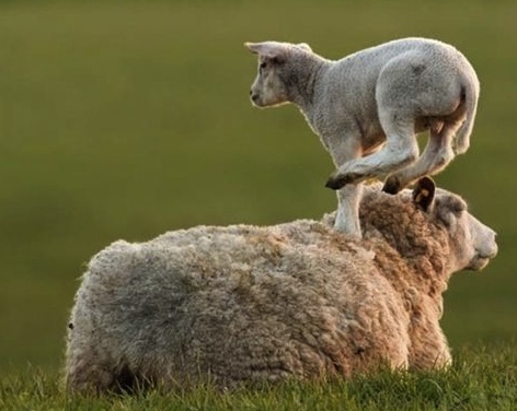 sheep leaping