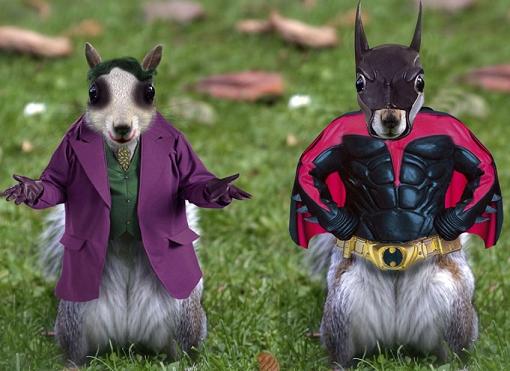 Batman-Squirrels-53837