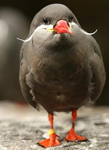 bird with mustache