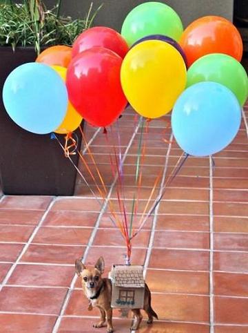 chihuahua and balloons