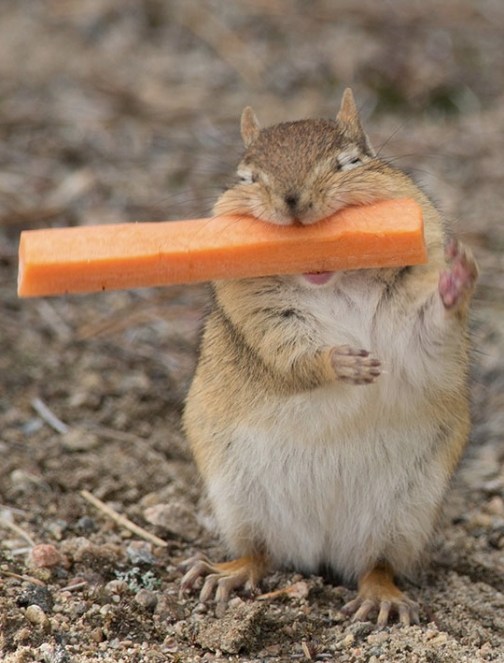 chipmunk with carrot