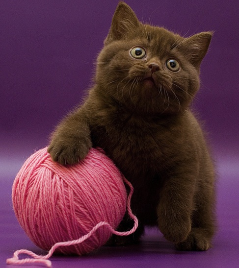 cute cat with wool.jpg