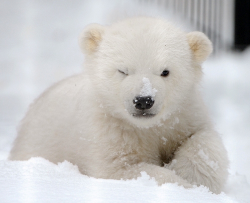 cute polar bear angry