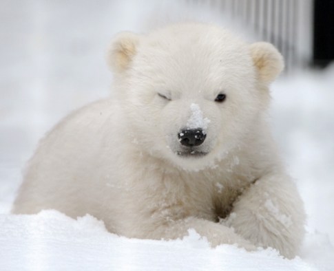 cute polar bear angry