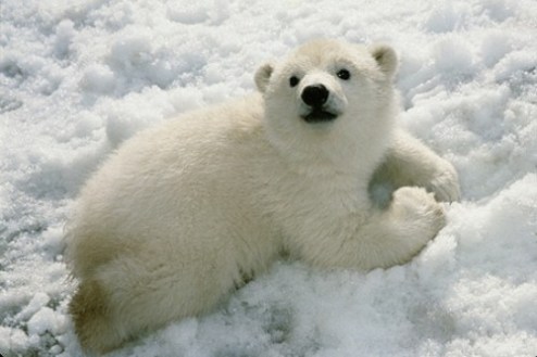 cute polar bear happy