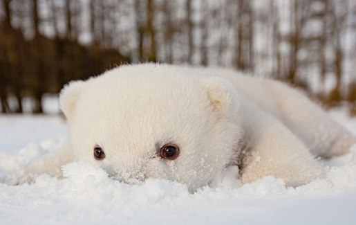 cute polar bear in the snow