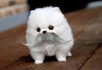 cute pommie with mustache